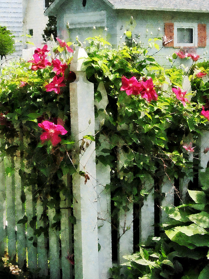 Clematis on Fence Photograph by Susan Savad