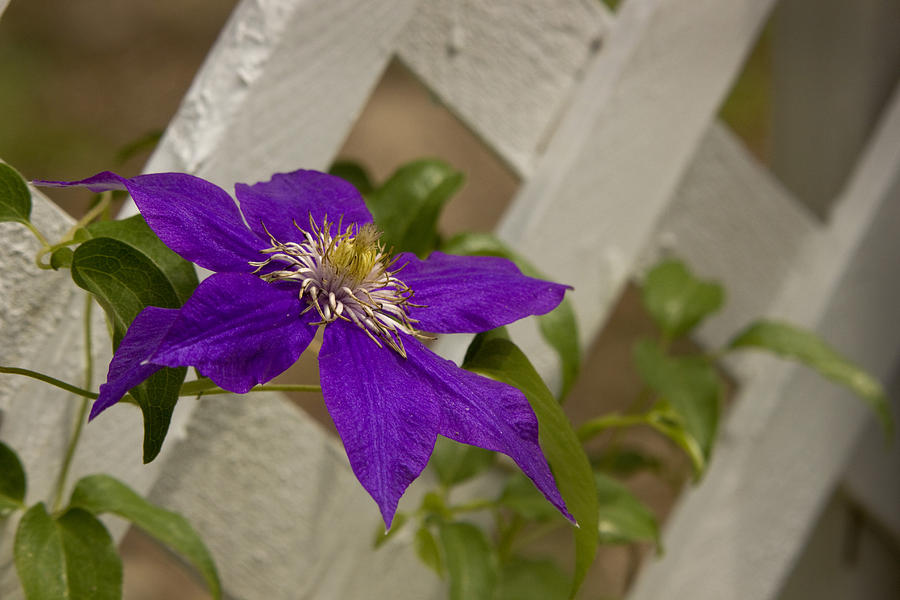Clematis on Lattice Photograph by Robert Camp