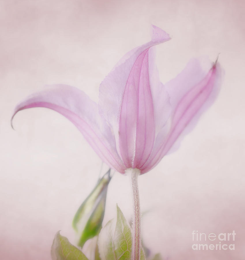 Flowers Still Life Photograph - Clematis on pink background by LHJB Photography