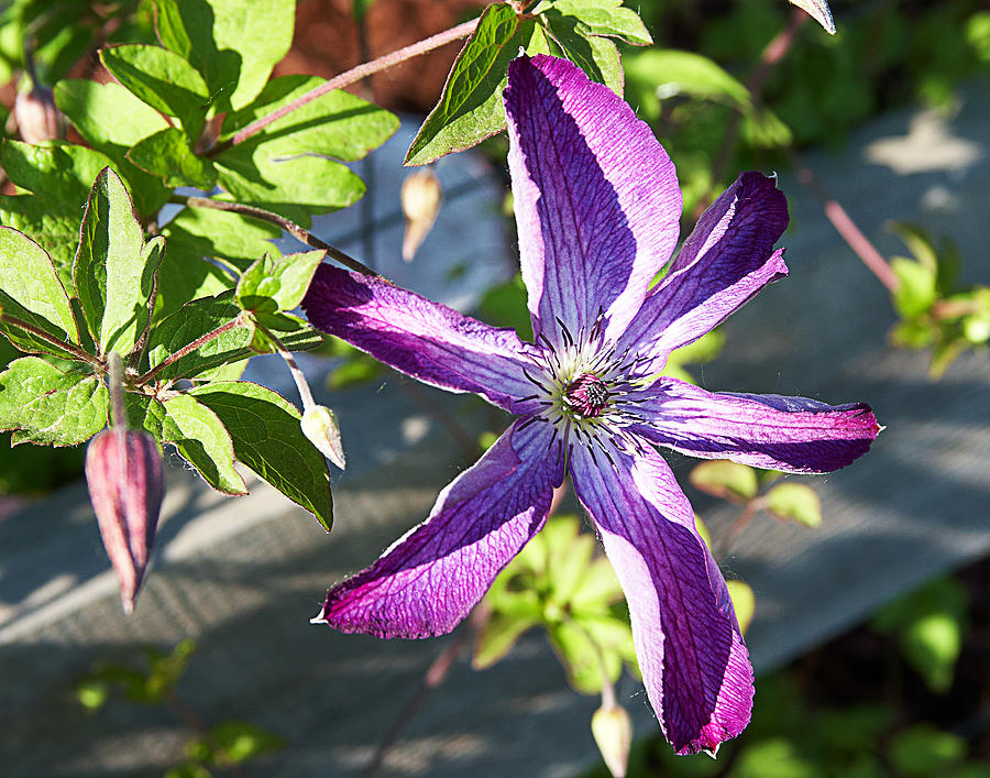 Clematis on the Fence Photograph by Cheryl Mills - Fine Art America