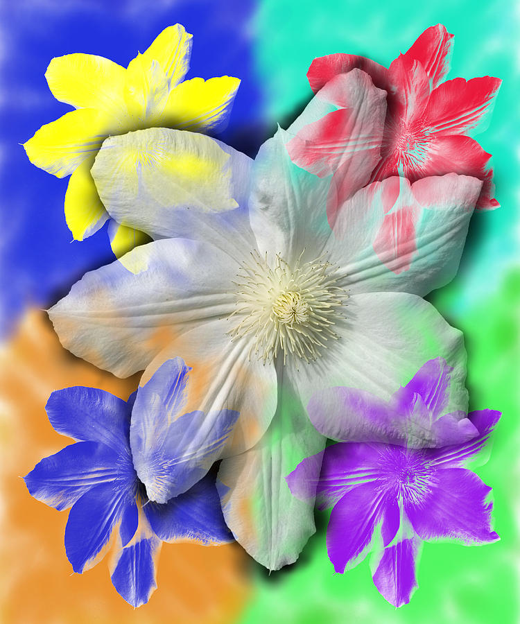 Clematis Osmosis One by Randy Grosse Clematis Osmosis One by Randy Grosse