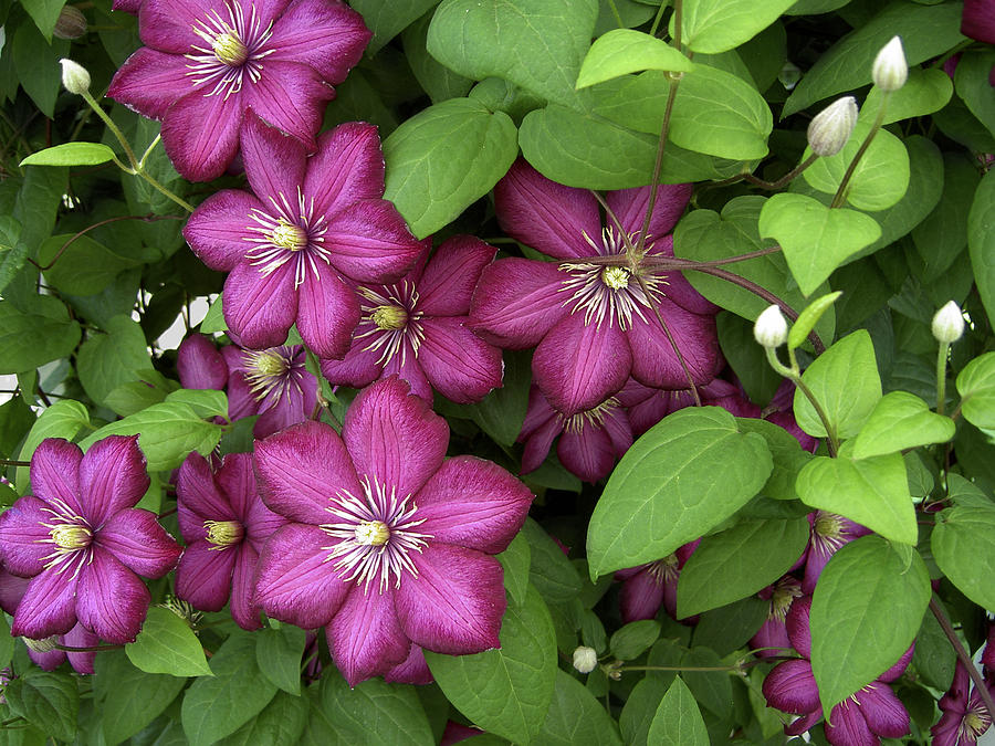 Clematis Photograph by Penny Lisowski