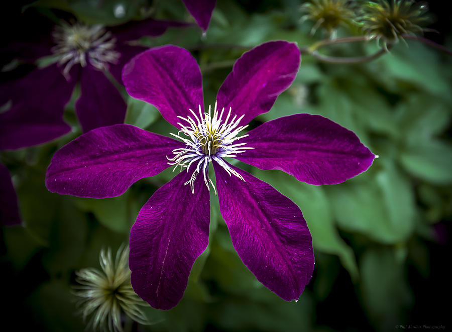 Clematis Photograph by Phil Abrams