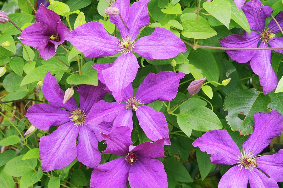 Clematis polish Spirit Photograph by Neil Joy/science Photo Library