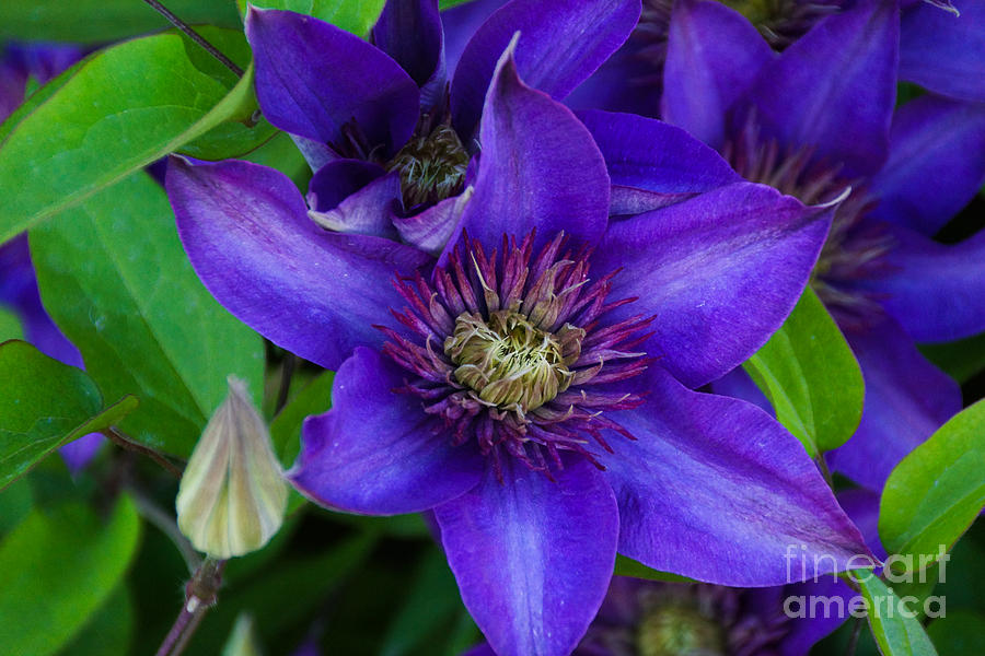 Flower Photograph - Clematis Purple by Gloria Pasko