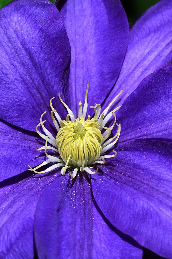 Clematis Queen of the Climbers Photograph by Andrea Lazar