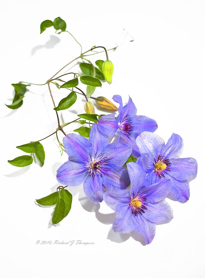 Clematis Photograph by Richard J Thompson 