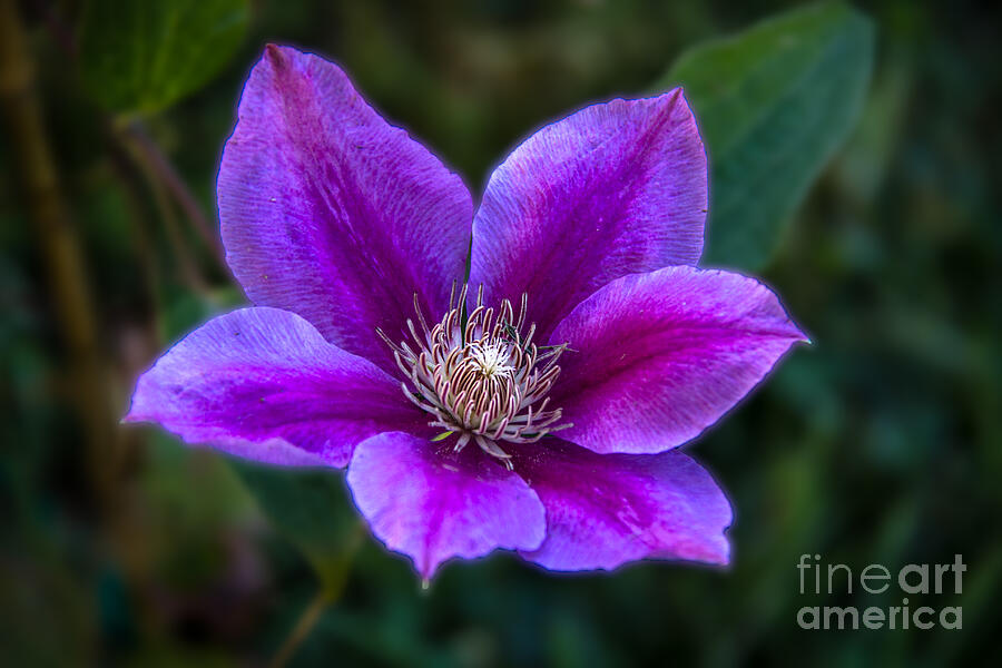 Clematis Photograph by Robert Bales
