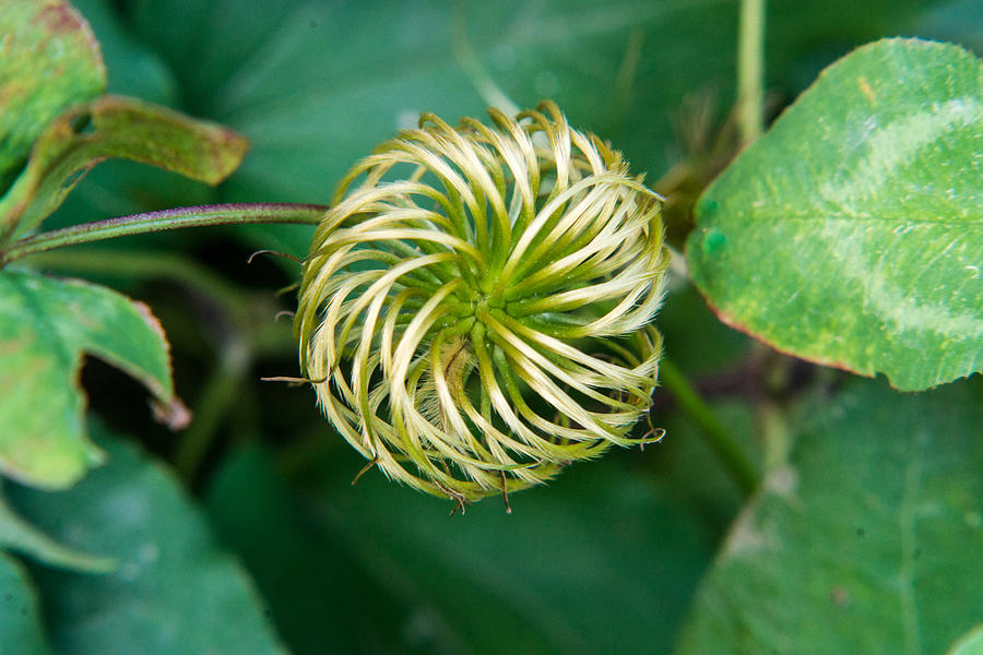 Clematis Seed Head Photograph by Douglas Barnett - Fine Art America