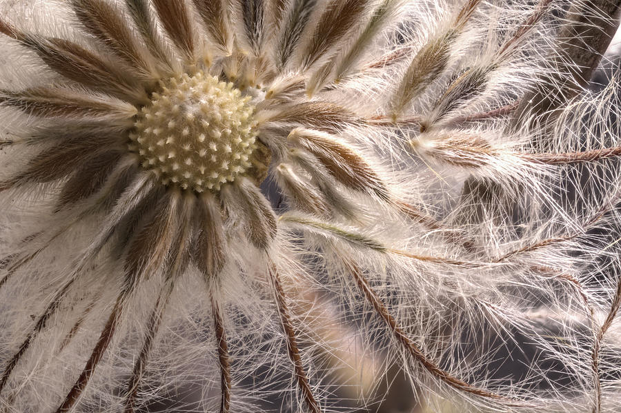 Clematis Seedpod Close up Photograph by Jean Noren