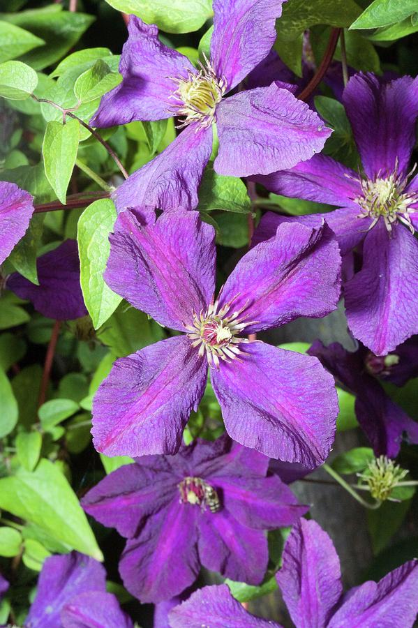 Clematis Sp. Flowers Photograph by John Devries/science Photo Library ...