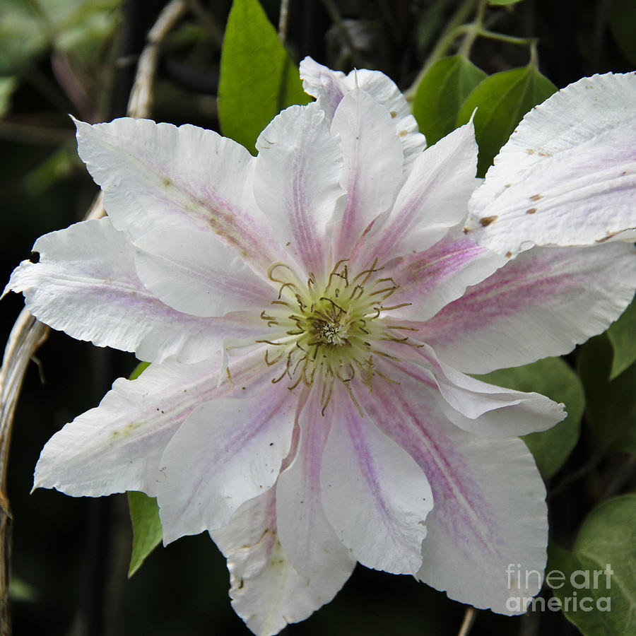 Clematis Squared Photograph