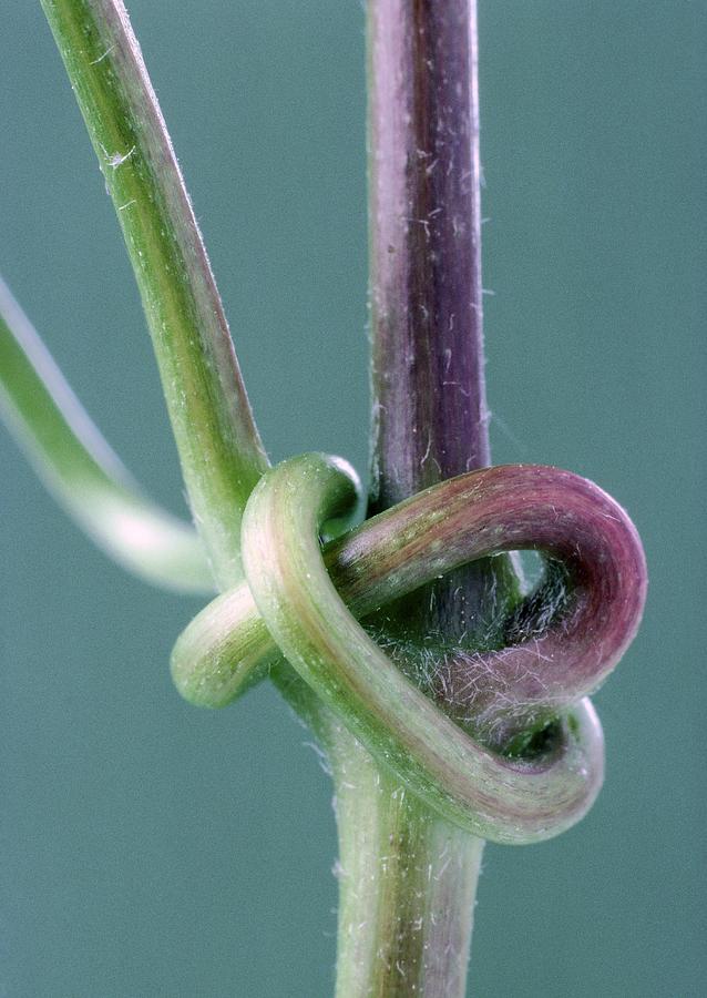 Clematis Stem Photograph by Perennou Nuridsany - Fine Art America