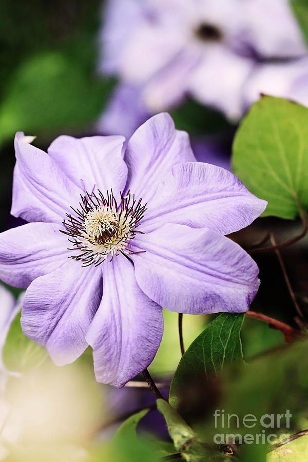 Clematis Photograph by Stephanie Frey