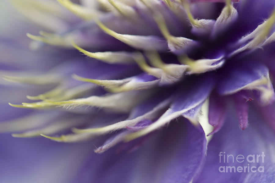 Clematis Study 4 Photograph by Jeanette French