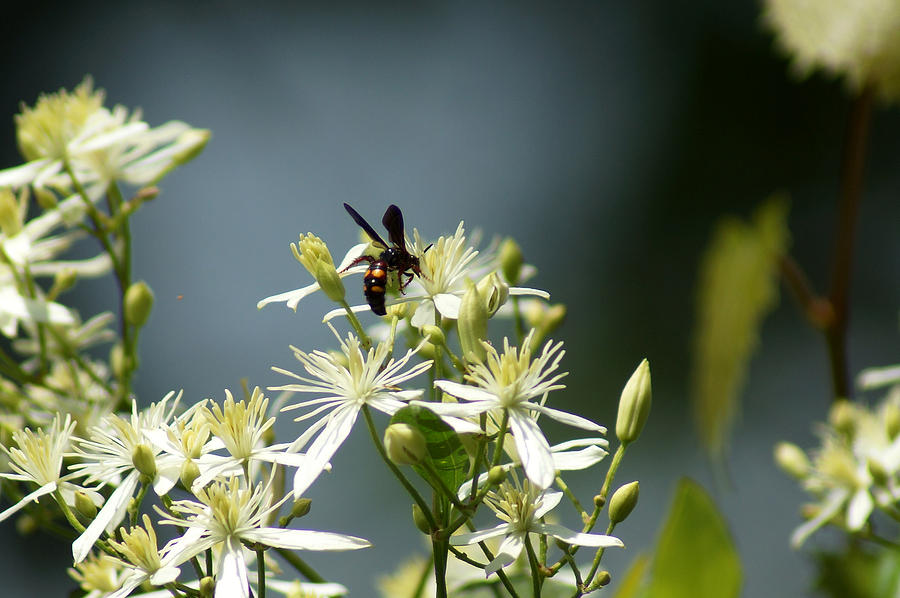 Flower Photograph - Clematis terniflora and Wasp by Kim Pate