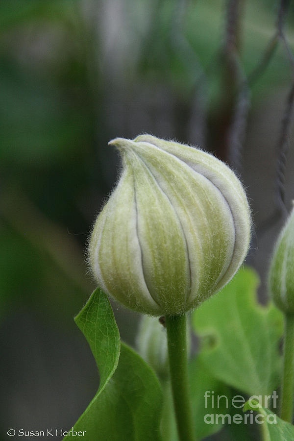Clematis Torch Photograph by Susan Herber