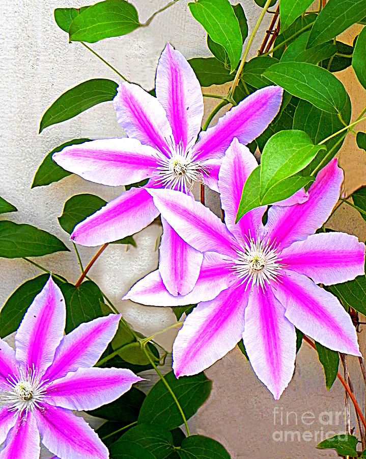 Clematis Trio Photograph by Shelia Kempf