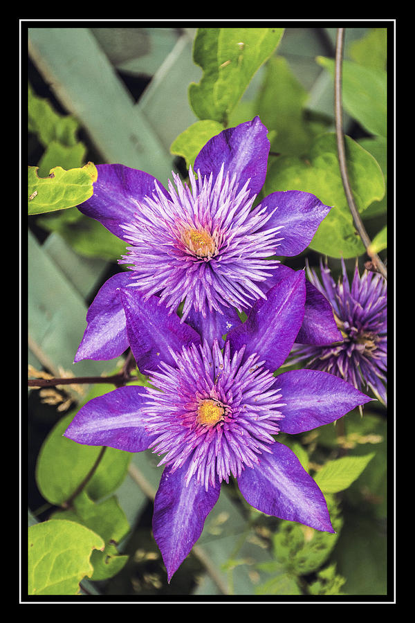 Clematis Variety Photograph by Sherman Perry - Fine Art America