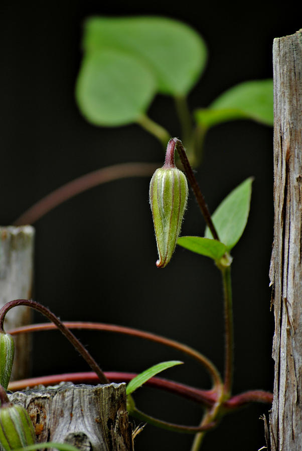 Clematis Vine Photograph by Kelly Nowak