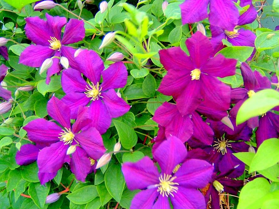 Clematis vines Photograph by Art Speakman - Fine Art America