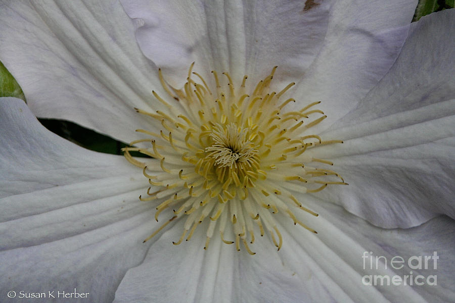 Clematis Whiskers Photograph by Susan Herber