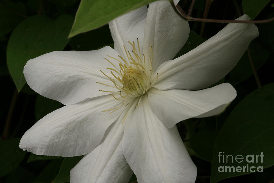 Clematis White Photograph by Sandra Clark