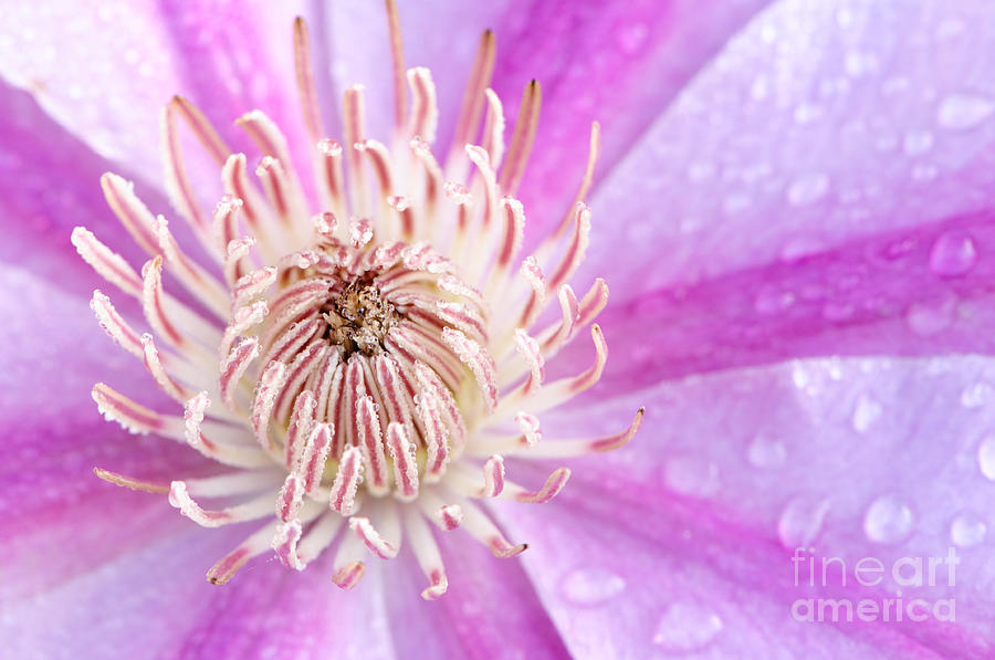 Clematis With Dew Drops Photograph by Oscar Gutierrez