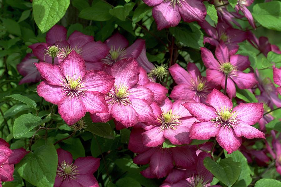 Clematis X Hybrida 'ville De Lyon' Photograph by Brian Gadsby/science ...