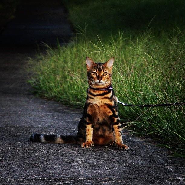 Cat Photograph - Cleo #bengal #bengalcat by Lana Houlihan