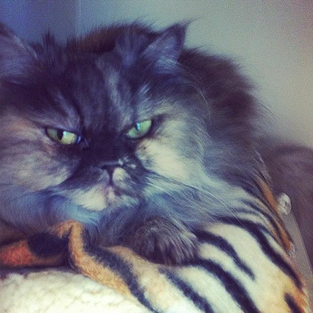 Arf Photograph - Cleo Is An 8 Year Old Persian With by Cassandra Leigh