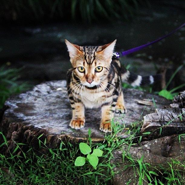 Cat Photograph - Cleo On An Adventure Down By The Creek by Lana Houlihan