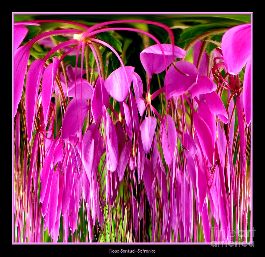 Cleome Flower Abstract Photograph by Rose Santuci-Sofranko