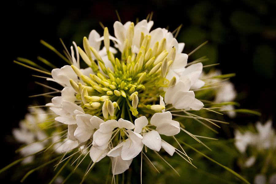 Cleome hassleriana  Photograph by Ben Shields