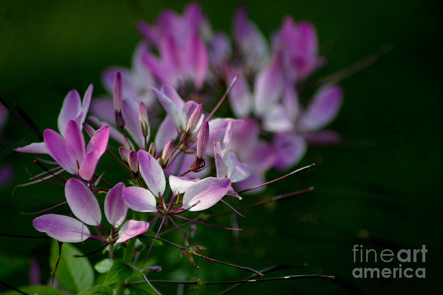 Cleome Photograph by Living Color Photography Lorraine Lynch