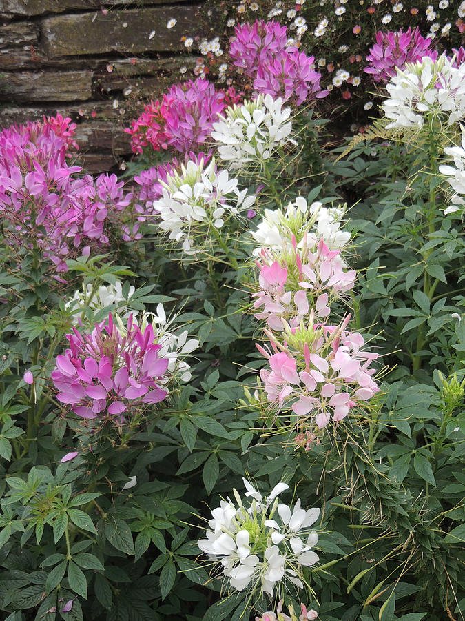 Cleome - Spider Flower Photograph by Jayne Wilson