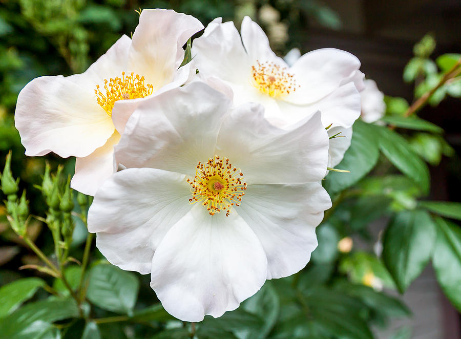 Cleopatra White Camellia Photograph by Jennifer Stinson