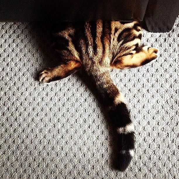 Cat Photograph - Cleos Looking For Something #bengal by Lana Houlihan