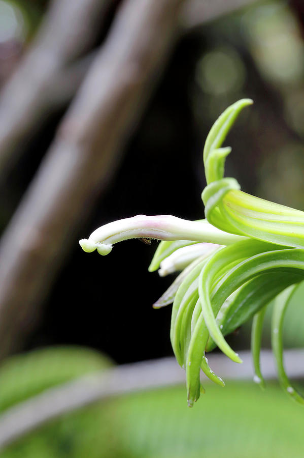 Clermontia Lindseyana Flower Photograph by Science Photo Library Clermontia Lindseyana Flower Photograph by Science Photo Library
