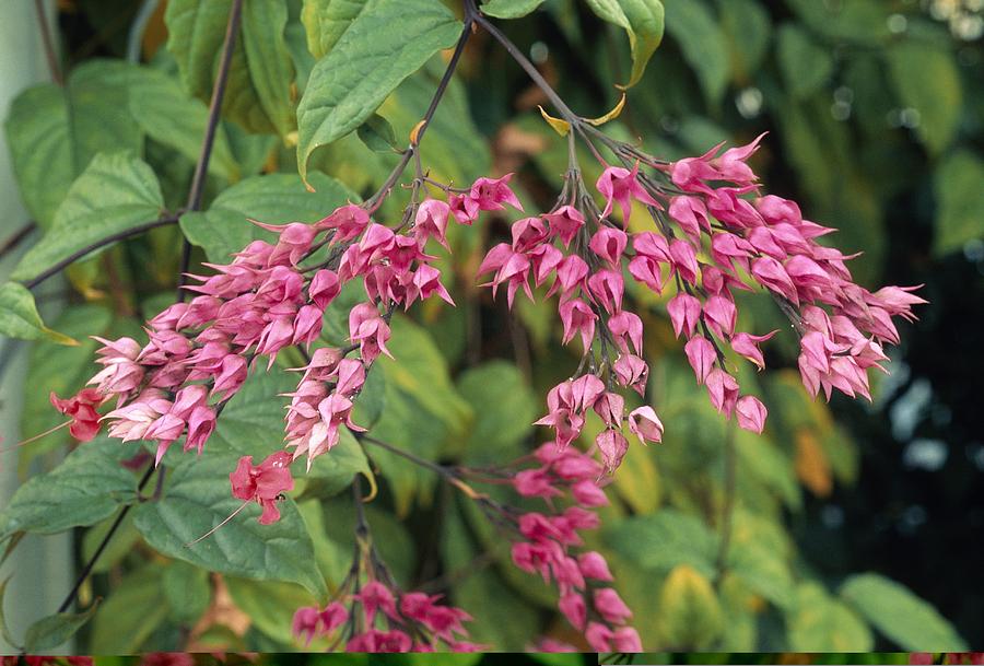 Clerodendrum x speciosum flowers Photograph by Science Photo Library