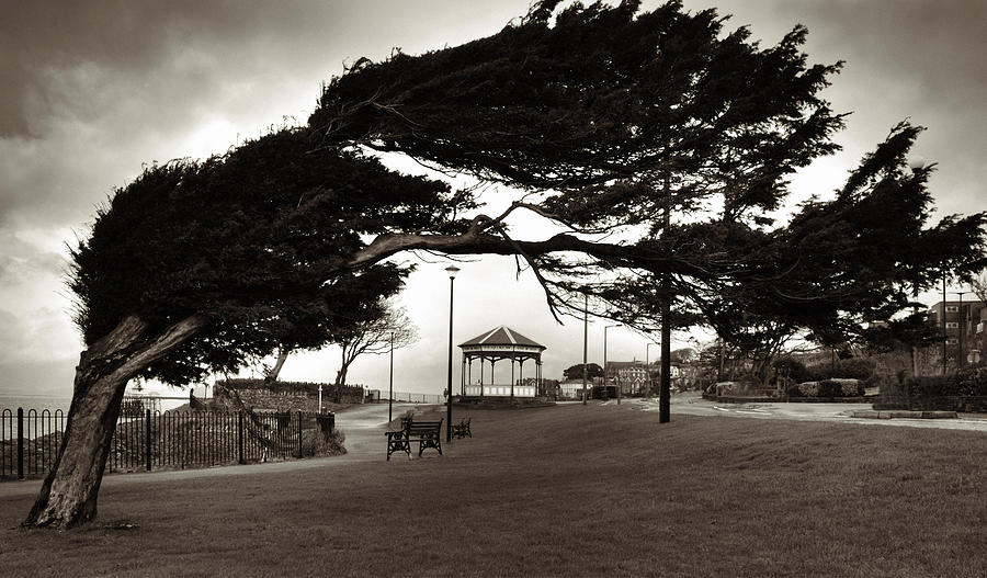Tree Photograph - Clevedon Bandstand and Windswept Tree by Rachel Down