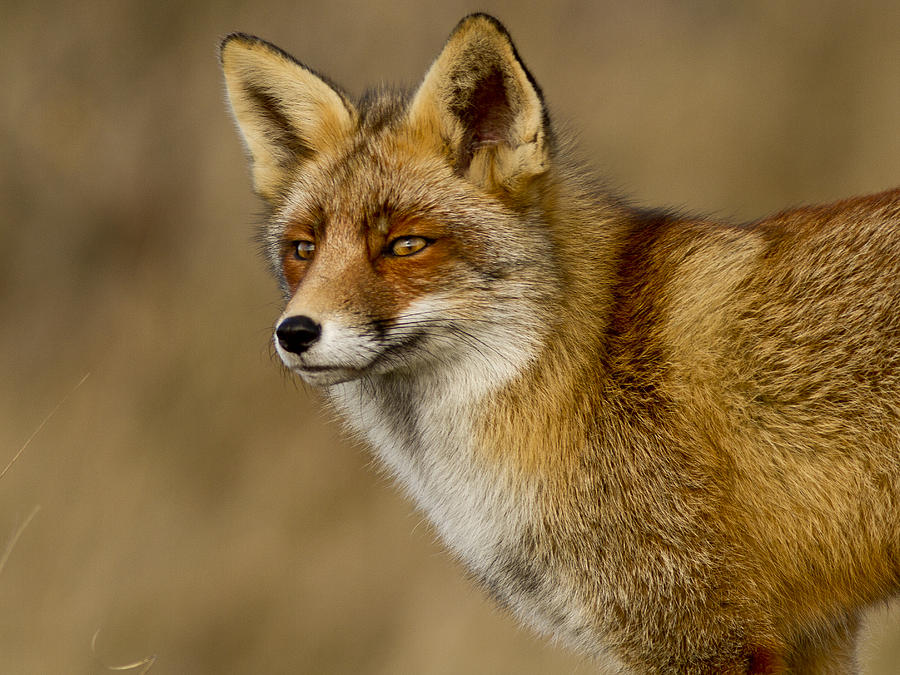 Clever as a fox Photograph by Pedro Delmas - Pixels