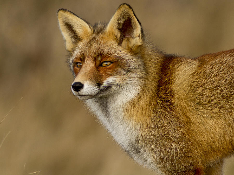 clever-as-a-fox-photograph-by-pedro-delmas-fine-art-america