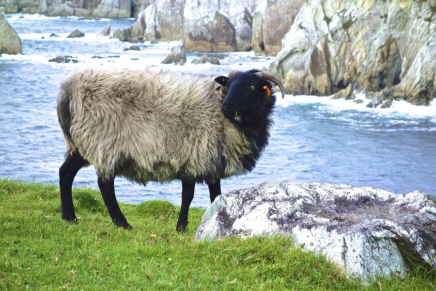 Sheep Photograph - Clew Bay Sheep by Norma Brock