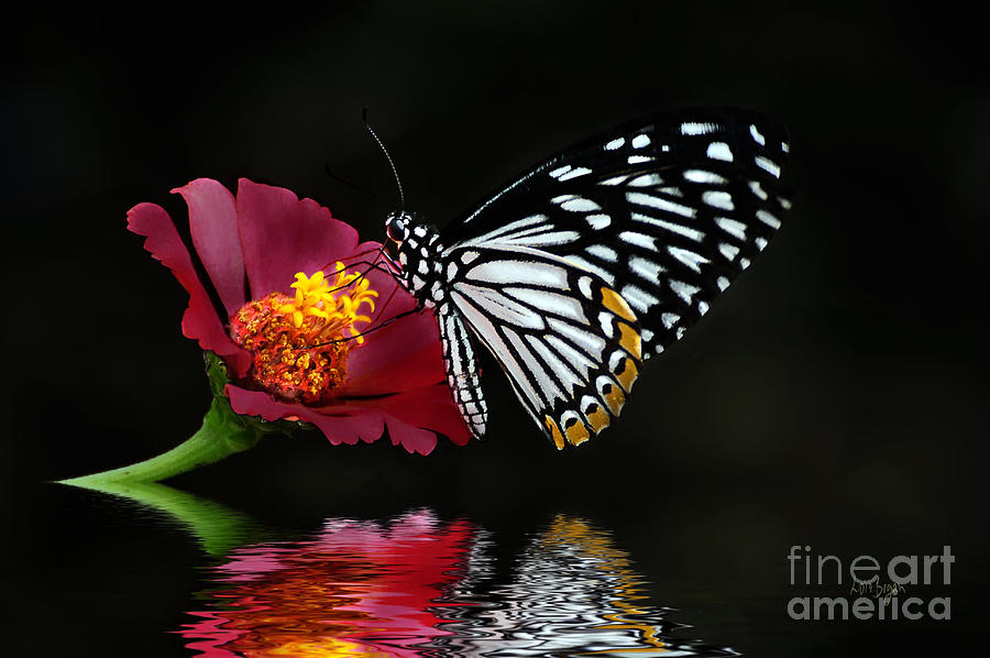 Butterfly Photograph - Cliche on Burgundy by Lois Bryan