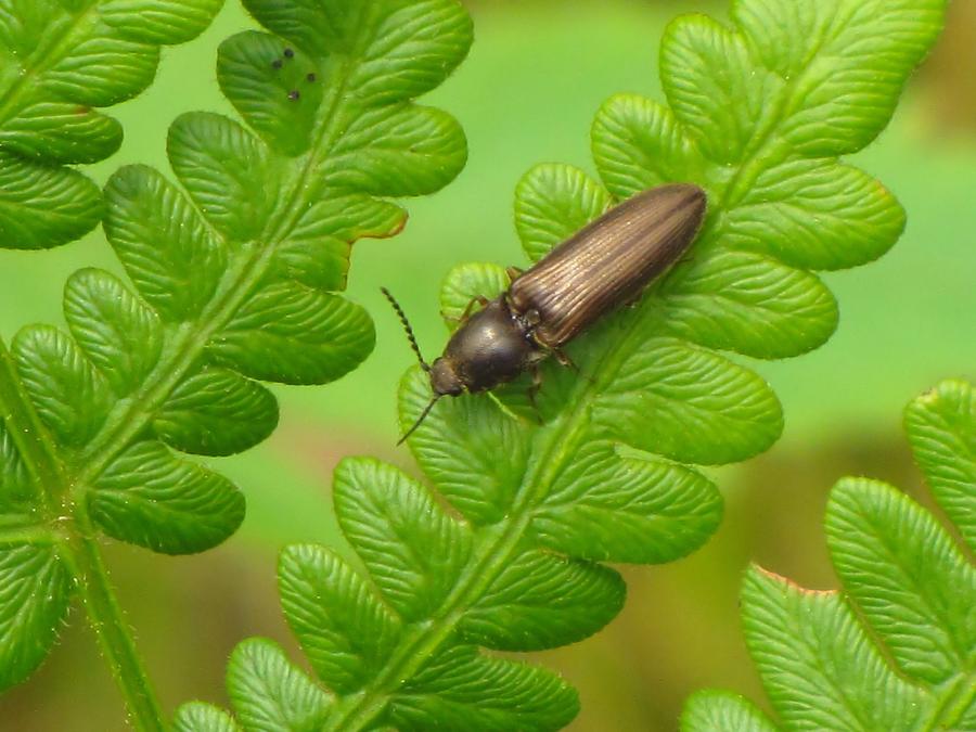 Click Beetle on Fern Photograph by MTBobbins Photography