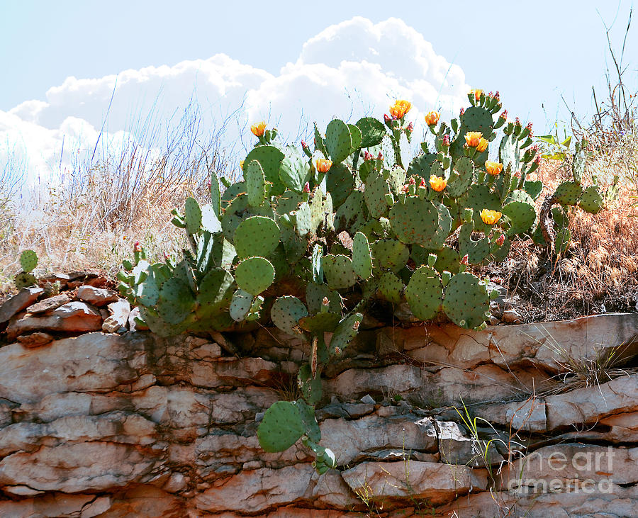 Cliff Dweller Cactus Photograph by Linda Cox