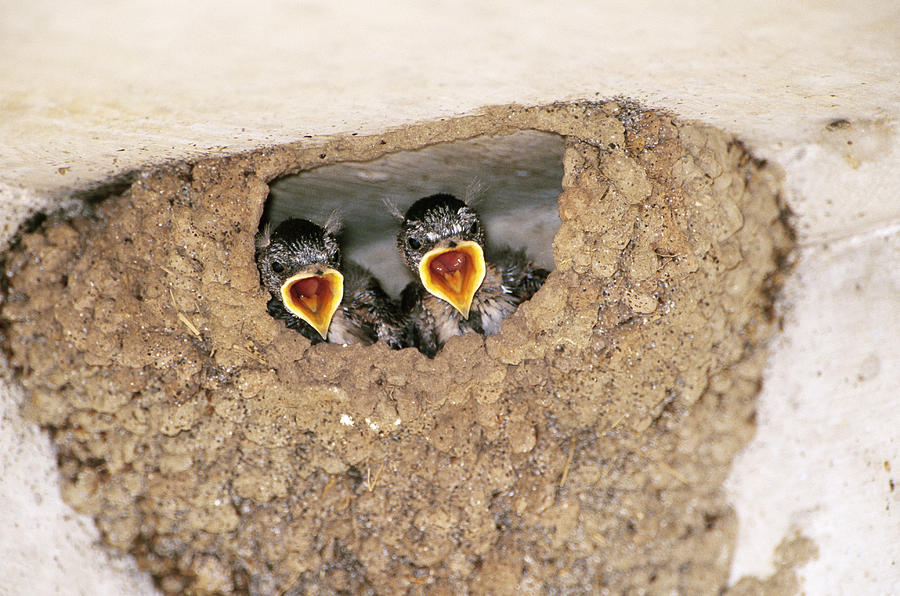 Cliff Swallow Chicks Photograph by Paul J. Fusco