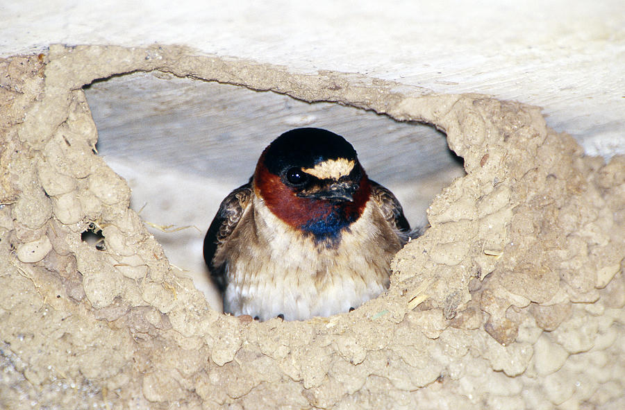 Cliff Swallow In Its Nest Photograph by Paul J. Fusco