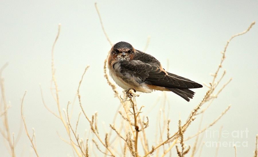 Cliff Swallow Photograph by Roxie Crouch